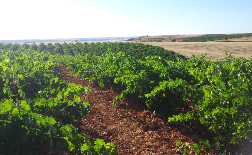 vino ribera del duero ecológico